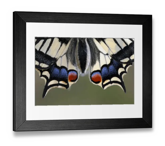 Framed Print : Close-up of Swallowtail (Papilo machaon) wings, Emilia Romagna Region, Italy Framed Print : Close-up of Swallowtail (Papilo machaon) wings, Emilia Romagna Region, Italy