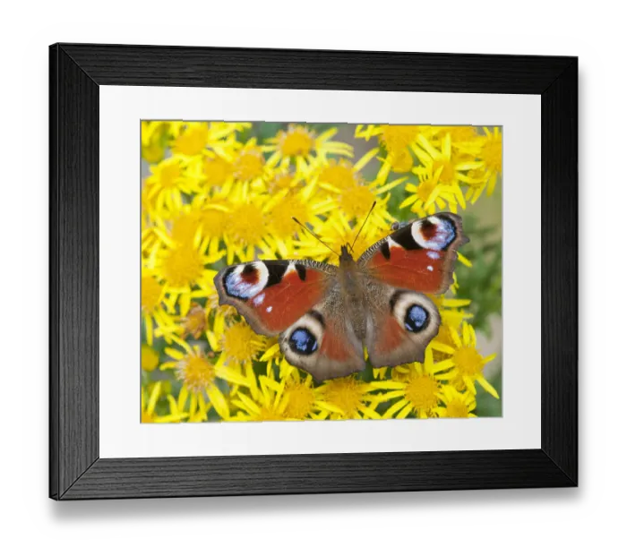 Framed Print : Peacock butterfly (Inachis io) on Ragwort (Senecio jacobaea) Scotland, UK Framed Print : Peacock butterfly (Inachis io) on Ragwort (Senecio jacobaea) Scotland, UK