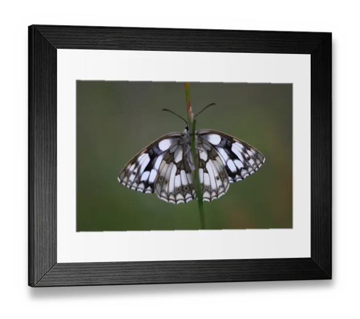 Framed Print : Marbled white butterfly (Melanargia galathea) at rest, Dorset, UK, June Framed Print : Marbled white butterfly (Melanargia galathea) at rest, Dorset, UK, June