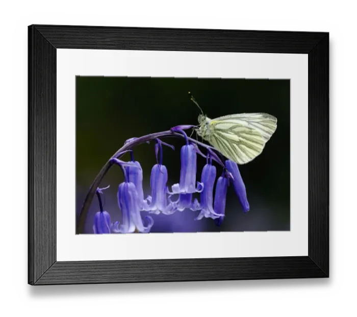 Framed Print : Green Veined White Butterfly (Pieris napi) resting on the flowering stem of a native