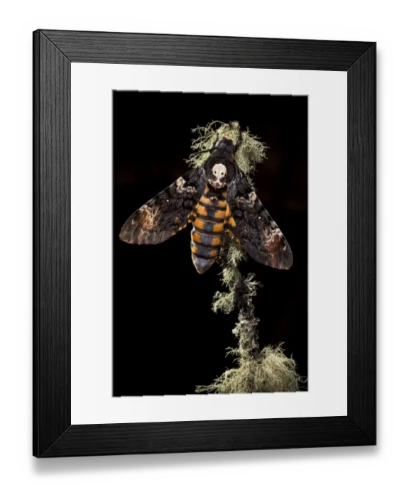 Framed Print : Deaths head hawkmoth (Acherontia atropos). Captive bred in the UK Framed Print : Deaths head hawkmoth (Acherontia atropos). Captive bred in the UK