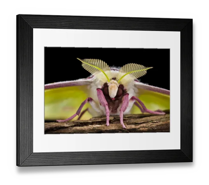 Framed Print : Indian moon / Indian luna moth (Actias selene) head-on view showing feather-like antennae Framed Print : Indian moon / Indian luna moth (Actias selene) head-on view showing feather-like antennae