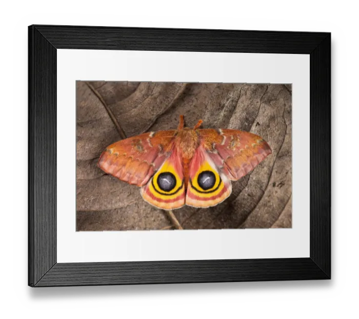 Framed Print : Bullseye / Io moth (Automeris io) showing eye spot markings on wings during deimatic Framed Print : Bullseye / Io moth (Automeris io) showing eye spot markings on wings during deimatic