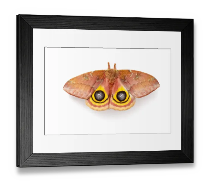 Framed Print : Bullseye  /  Io moth (Automeris io) showing eye spot markings on wings during deimatic