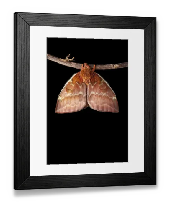 Framed Print : Bullseye Moth (Automeris io) showing wings expanding after emerging from cocoon. Captive Framed Print : Bullseye Moth (Automeris io) showing wings expanding after emerging from cocoon. Captive