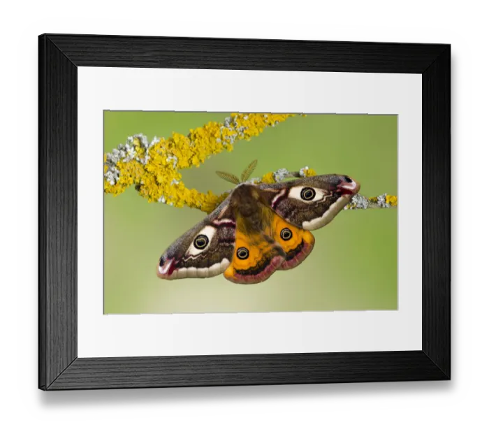 Framed Print : Small emperor moth (Saturnia pavonia) male with wings open showing eyespots on lichen covered twig Framed Print : Small emperor moth (Saturnia pavonia) male with wings open showing eyespots on lichen covered twig