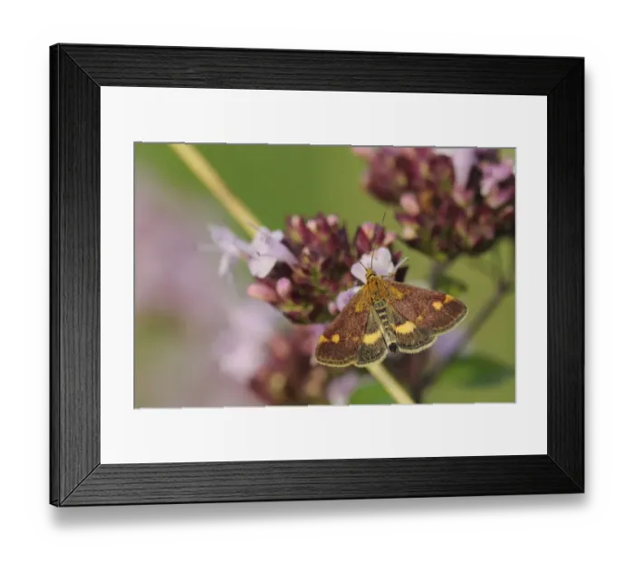 Framed Print : Mint moth (Pyrausta aurata) feeding on Wild marjoram flower (Origanum vulgare), chalk Framed Print : Mint moth (Pyrausta aurata) feeding on Wild marjoram flower (Origanum vulgare), chalk