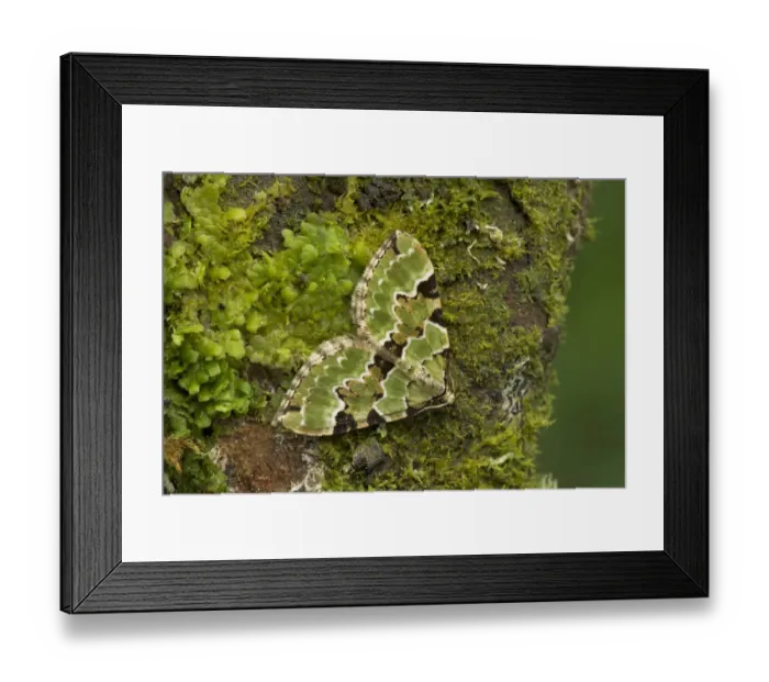 Framed Print : Green carpet (Colostygia pectinataria) Annagarriff Wood, County Armagh, Ireland, November Framed Print : Green carpet (Colostygia pectinataria) Annagarriff Wood, County Armagh, Ireland, November