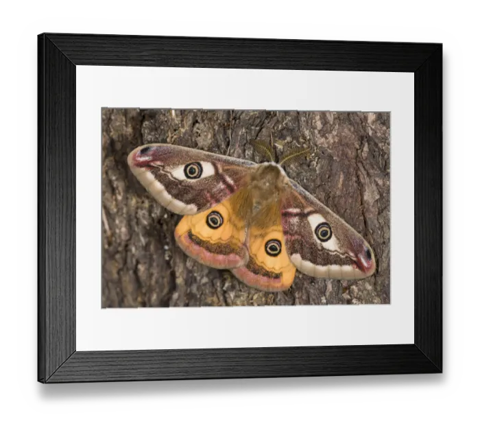 Framed Print : Emperor Moth (Saturnia pavoniella) male, on tree bark, Orvieto, Umbria, Italy, April Framed Print : Emperor Moth (Saturnia pavoniella) male, on tree bark, Orvieto, Umbria, Italy, April