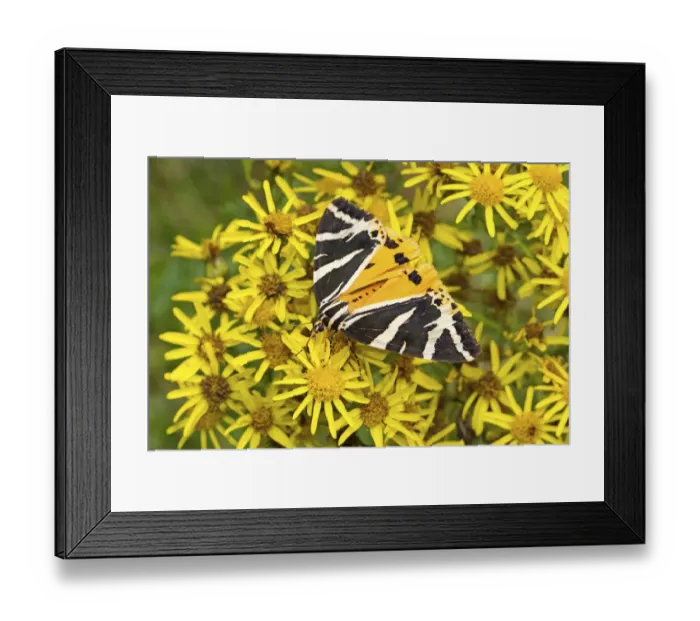 Framed Print : Jersey tiger moth (Euplagia quadripunctaria) with less common yellow colour variation Framed Print : Jersey tiger moth (Euplagia quadripunctaria) with less common yellow colour variation