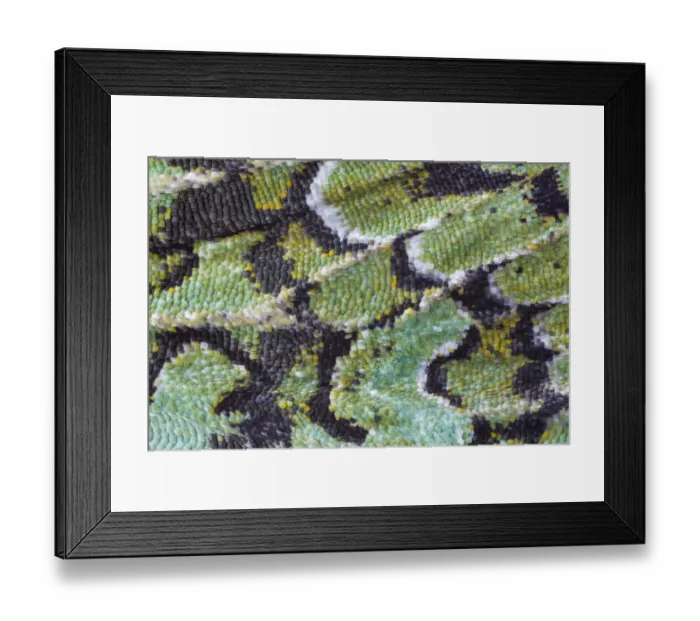 Framed Print : Close up of wing of Merveille-du-Jour moth (Dichonia aprilina), with scales clearly visible Framed Print : Close up of wing of Merveille-du-Jour moth (Dichonia aprilina), with scales clearly visible