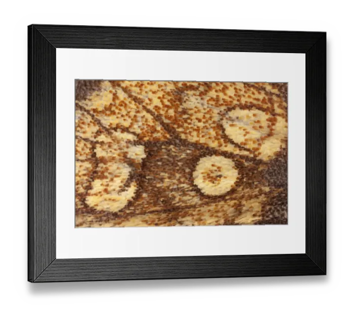 Framed Print : Frosted Orange moth wing (Gortyna flavago). The National Forest, Leicestershire, UK Framed Print : Frosted Orange moth wing (Gortyna flavago). The National Forest, Leicestershire, UK