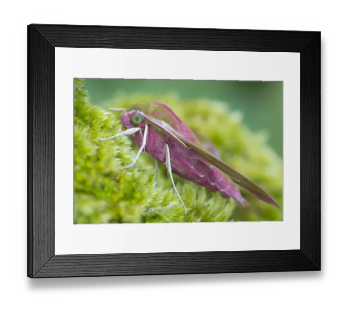 Framed Print : Elephant Hawkmoth (Deilephila elpenor) Oxfordshire, UK. July Framed Print : Elephant Hawkmoth (Deilephila elpenor) Oxfordshire, UK. July