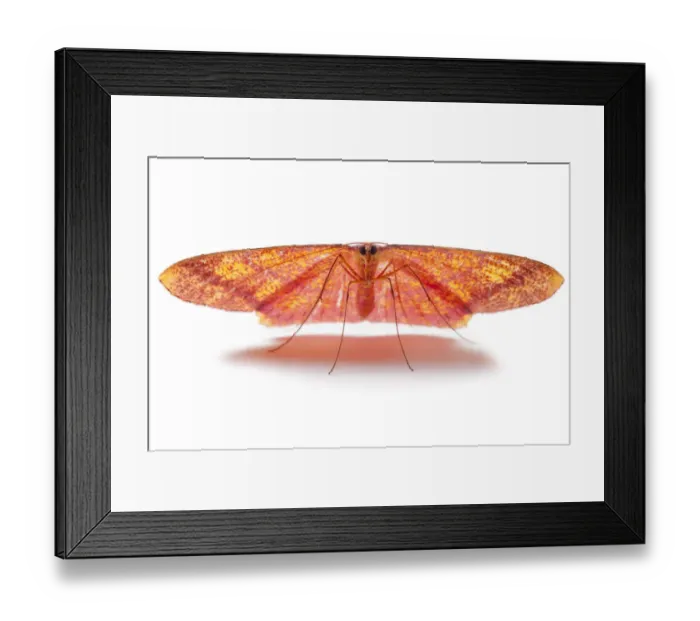 Framed Print : Moth (Eumelea sp) Danum Valley, Sabah, Borneo Framed Print : Moth (Eumelea sp) Danum Valley, Sabah, Borneo