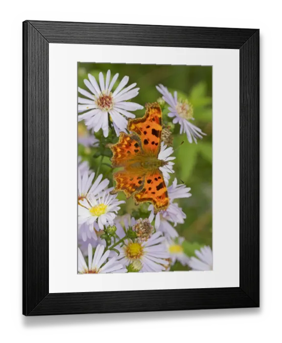 Framed Print : Comma butterfly (Polygonia c-album) feeding on wild aster, Sutcliffe Park Nature Reserve Framed Print : Comma butterfly (Polygonia c-album) feeding on wild aster, Sutcliffe Park Nature Reserve