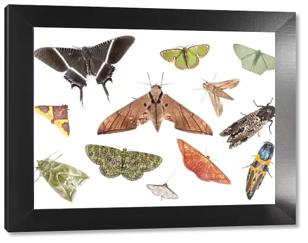 Various species of moth from tropical rainforest, Danum Valley, Sabah, Borneo. Digital composite