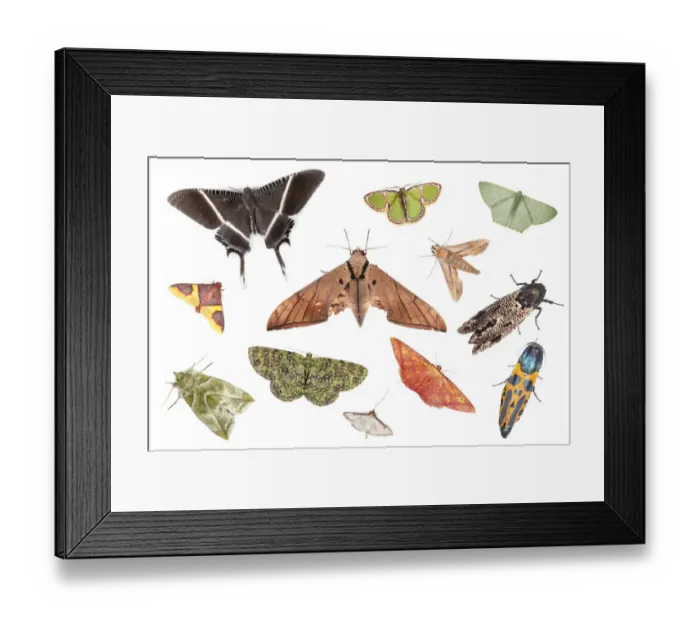 Framed Print : Various species of moth from tropical rainforest, Danum Valley, Sabah, Borneo. Digital composite Framed Print : Various species of moth from tropical rainforest, Danum Valley, Sabah, Borneo. Digital composite