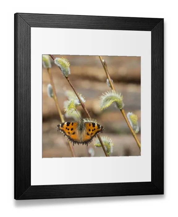 Framed Print : Scarce tortoiseshell butterfly (Nymphalis xanthomelas) on pussy willow, Luhanka, Keski-Finland Framed Print : Scarce tortoiseshell butterfly (Nymphalis xanthomelas) on pussy willow, Luhanka, Keski-Finland