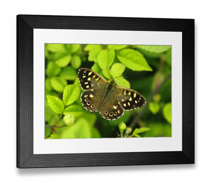 Framed Print : Speckled wood butterfly (Pararge aegeria) female, resting on Dog-rose, London, UK, May Framed Print : Speckled wood butterfly (Pararge aegeria) female, resting on Dog-rose, London, UK, May