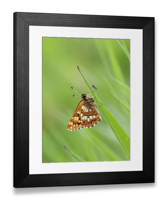 Framed Print : Duke of Burgundy butterfly (Hamearis lucina), Wiltshire, UK, June Framed Print : Duke of Burgundy butterfly (Hamearis lucina), Wiltshire, UK, June