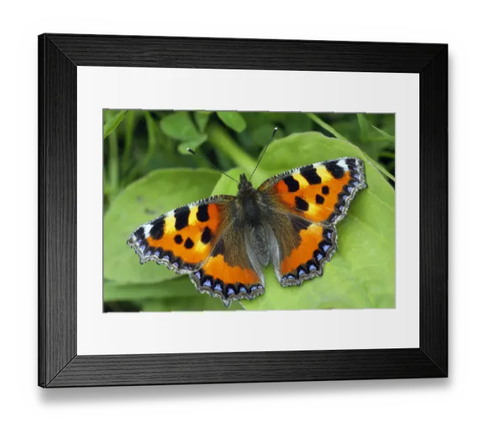 Framed Print : Small tortoiseshell butterfly (Aglais urticae) resting on Bramble leaf, London, UK, July Framed Print : Small tortoiseshell butterfly (Aglais urticae) resting on Bramble leaf, London, UK, July