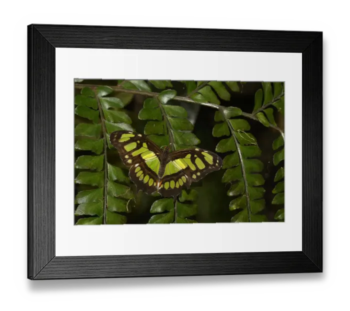 Framed Print : Tailed jay butterfly (Graphium agamemnon) captive, occurs in Asia Framed Print : Tailed jay butterfly (Graphium agamemnon) captive, occurs in Asia