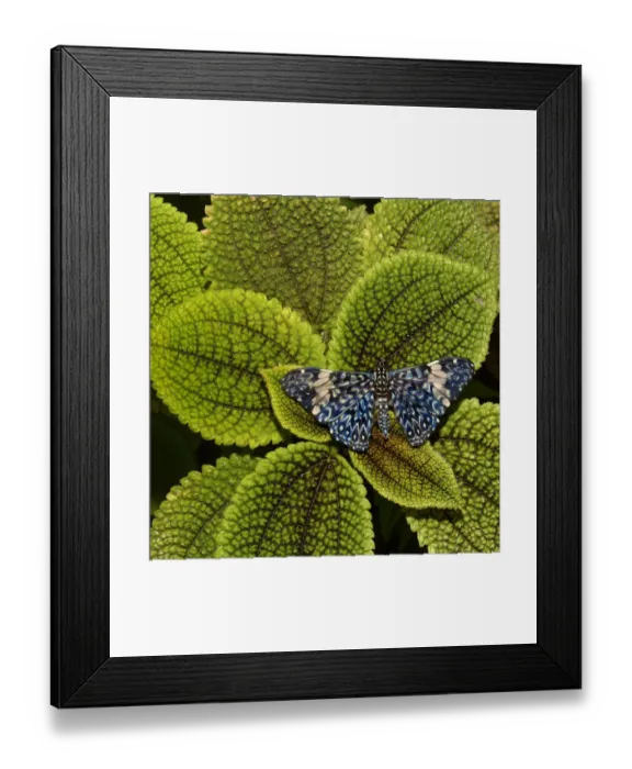 Framed Print : Red cracker butterfly (Hamadryas amphinome) captive occurs in the Americas Framed Print : Red cracker butterfly (Hamadryas amphinome) captive occurs in the Americas