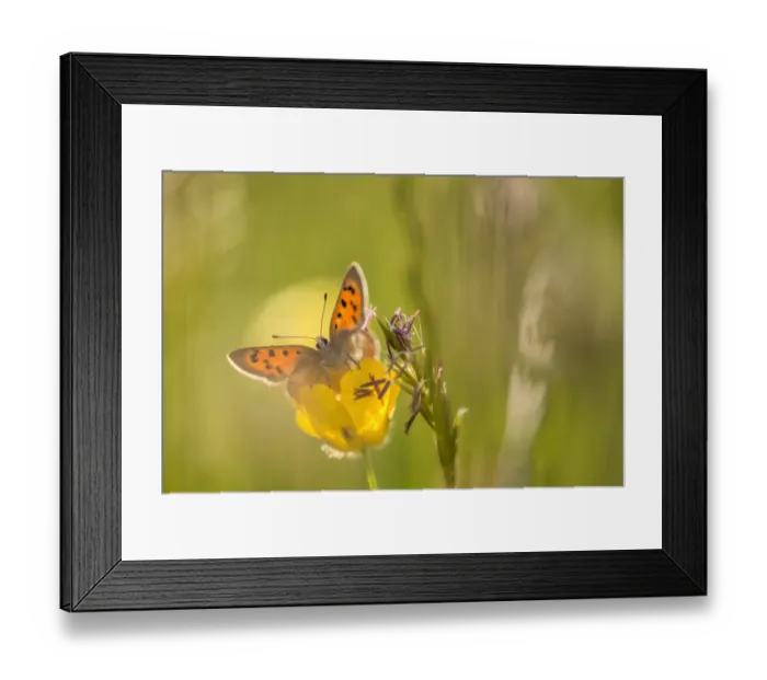 Framed Print : Small Copper (Lycaena phlaeas) on buttercup in meadow, Cornwall, England, UK, May Framed Print : Small Copper (Lycaena phlaeas) on buttercup in meadow, Cornwall, England, UK, May