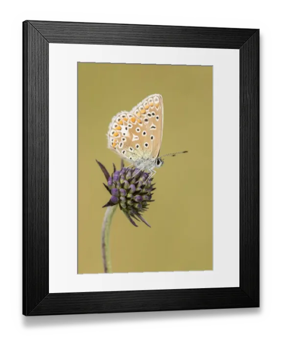Framed Print : Common blue butterfly (Polyommatus icarus) resting on Scabious (Scabiosa colombaria) flower Framed Print : Common blue butterfly (Polyommatus icarus) resting on Scabious (Scabiosa colombaria) flower