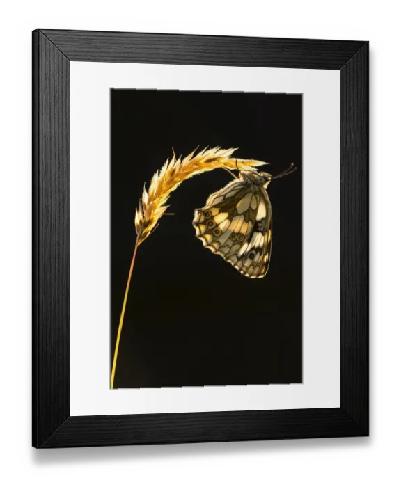 Framed Print : Marbled white butterfly (Melanargia galathea) resting on grass head, backlit against Framed Print : Marbled white butterfly (Melanargia galathea) resting on grass head, backlit against