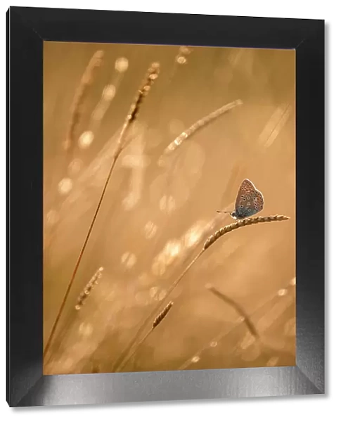 Common blue butterfly (Polyommatus icarus) resting on grasses at sunset, Vealand Farm, Devon, UK. July