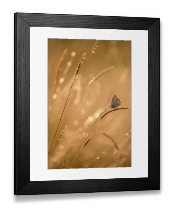 Framed Print : Common blue butterfly (Polyommatus icarus) resting on grasses at sunset, Vealand Farm, Devon, UK. July Framed Print : Common blue butterfly (Polyommatus icarus) resting on grasses at sunset, Vealand Farm, Devon, UK. July