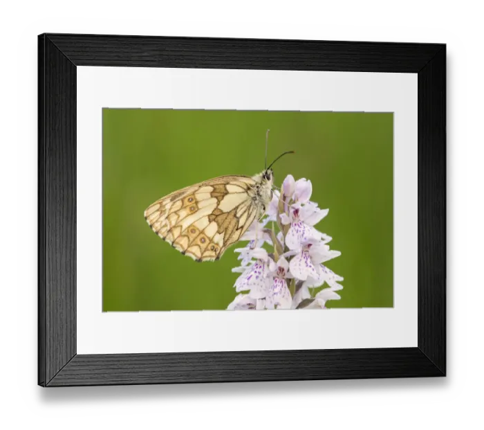 Framed Print : Marbled White Butterfly (Melanargia galathea) resting on Heath spotted orchid (Dactylorhiza Framed Print : Marbled White Butterfly (Melanargia galathea) resting on Heath spotted orchid (Dactylorhiza