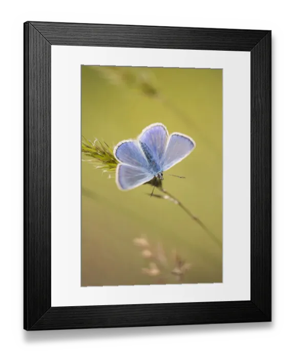 Framed Print : Common blue butterfly (Polyommatus icarus) male basking on grass, Vealand Farm, Holsworthy Framed Print : Common blue butterfly (Polyommatus icarus) male basking on grass, Vealand Farm, Holsworthy