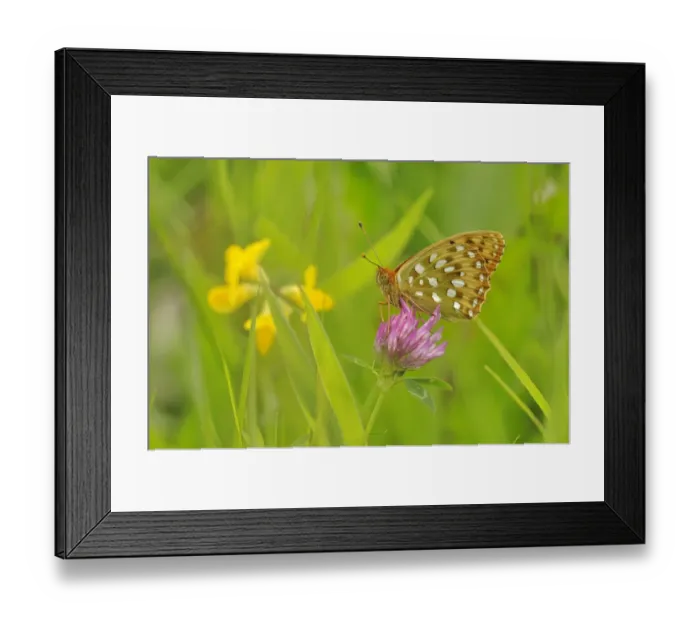 Framed Print : Dark green fritillary (Argynnis aglaja) on pink clover, south west France Framed Print : Dark green fritillary (Argynnis aglaja) on pink clover, south west France