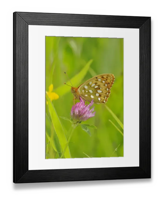 Framed Print : Dark green fritillary (Argynnis aglaja) on pink clover, south west France Framed Print : Dark green fritillary (Argynnis aglaja) on pink clover, south west France