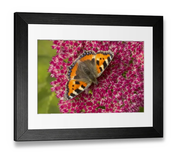 Framed Print : Small tortoiseshell butterfly (Aglais urticae) feeding on Ice plant (Sedum sp. ) Framed Print : Small tortoiseshell butterfly (Aglais urticae) feeding on Ice plant (Sedum sp. )