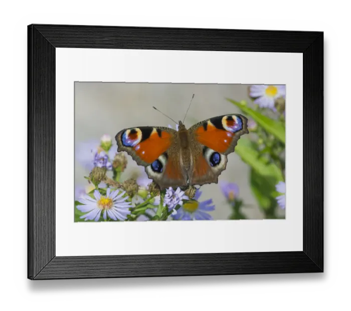 Framed Print : Peacock butterfly (Inachis io) newly emerged on asters, Jyvaskyla, Finland, August Framed Print : Peacock butterfly (Inachis io) newly emerged on asters, Jyvaskyla, Finland, August