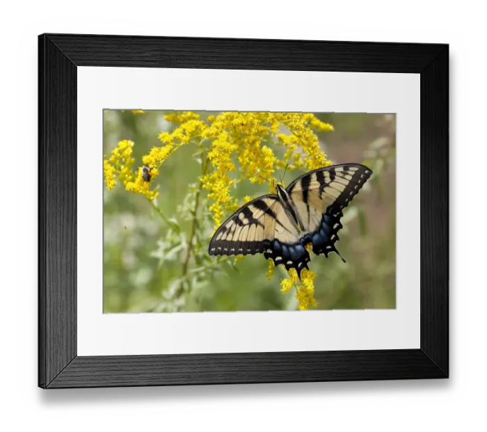 Framed Print : Eastern tiger swallowtail (Papilio glaucus) on early Goldenrod, French Creek State Park Framed Print : Eastern tiger swallowtail (Papilio glaucus) on early Goldenrod, French Creek State Park