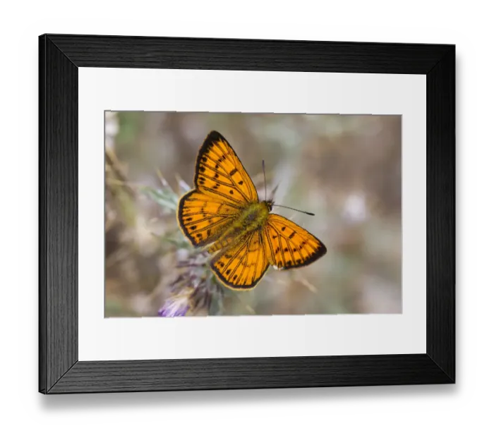 Framed Print : Male Common copper (Lycaena salustius) resting with wings open, Cape Kidnappers, Hawkes Bay Framed Print : Male Common copper (Lycaena salustius) resting with wings open, Cape Kidnappers, Hawkes Bay