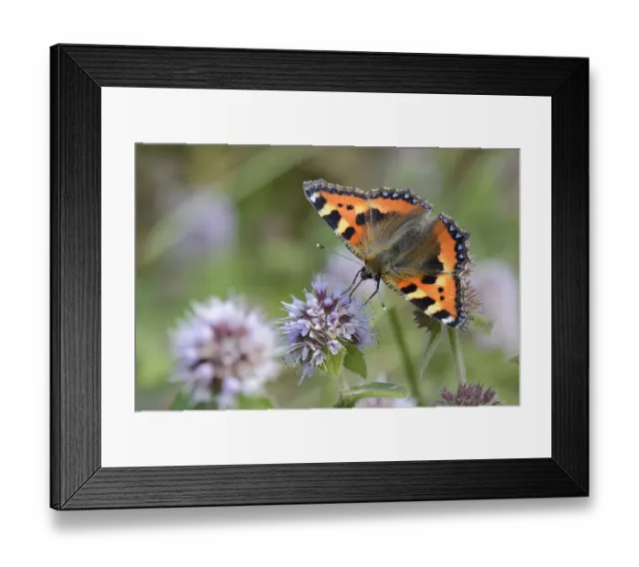 Framed Print : Small tortoiseshell butterfly (Aglais urticae) nectaring on Water mint (Mentha aquatica) Framed Print : Small tortoiseshell butterfly (Aglais urticae) nectaring on Water mint (Mentha aquatica)