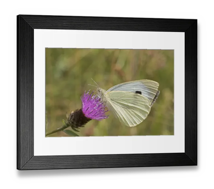 Framed Print : Female Green-veined white butterfly (Pieris napi) feeding on Black knapweed Sutcliffe