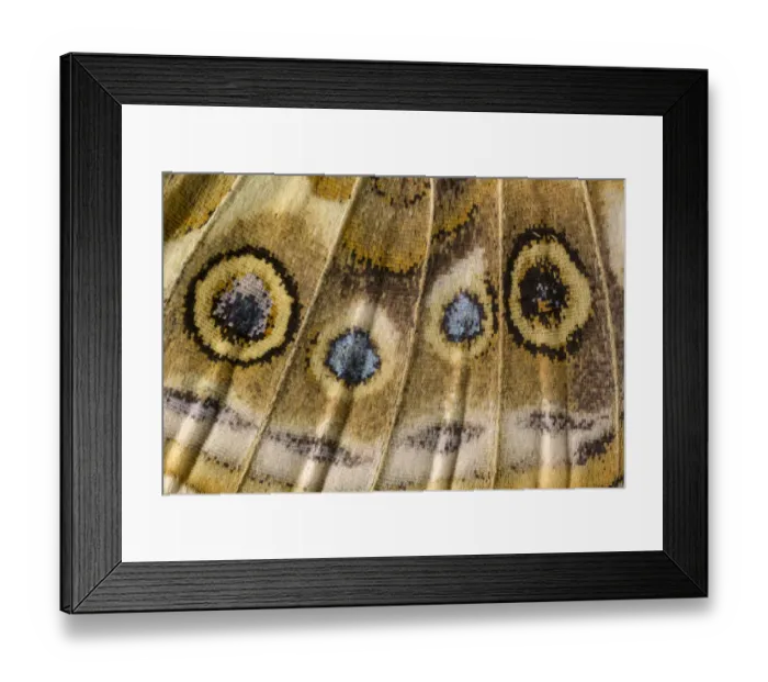 Framed Print : Close-up of underside of wing of Painted lady butterfly (Vanessa cardui) showing detail of scales Framed Print : Close-up of underside of wing of Painted lady butterfly (Vanessa cardui) showing detail of scales