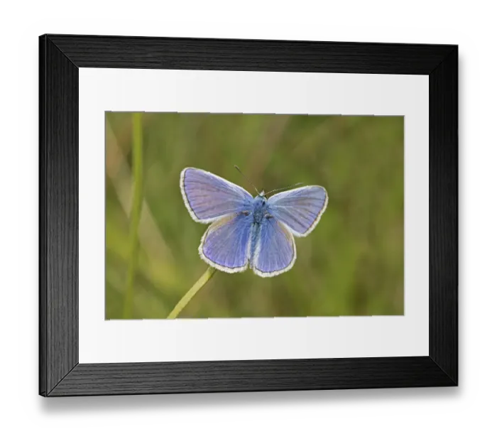 Framed Print : Male Common blue butterfly (Polyommatus icarus) Sutcliffe Park Nature Reserve, London Framed Print : Male Common blue butterfly (Polyommatus icarus) Sutcliffe Park Nature Reserve, London