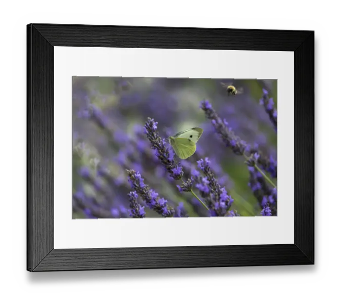Framed Print : Large white butterfly (Pieris brassicae) feeding on lavender flowers in garden, England, UK, August Framed Print : Large white butterfly (Pieris brassicae) feeding on lavender flowers in garden, England, UK, August