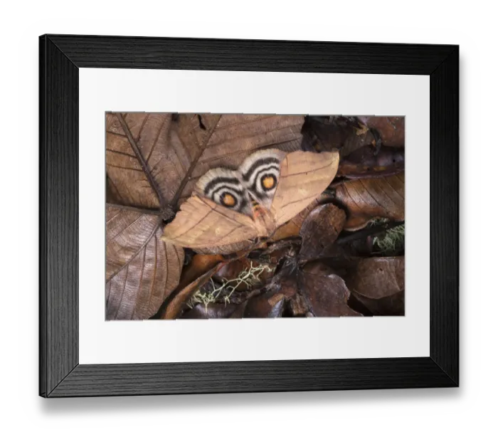Framed Print : Saturniid moth (Saturniidae) with wings open to reveal eyespots, a means of deterring predators Framed Print : Saturniid moth (Saturniidae) with wings open to reveal eyespots, a means of deterring predators