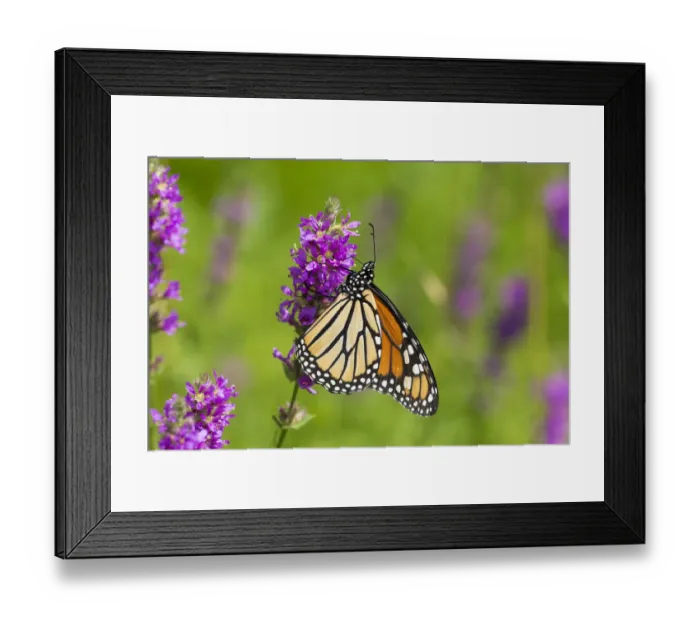 Framed Print : Monarch butterfly (Danaus plexippus) nectaring on Purple Loosestrife in wet meadow Framed Print : Monarch butterfly (Danaus plexippus) nectaring on Purple Loosestrife in wet meadow