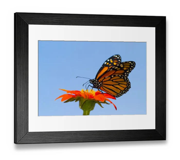 Framed Print : RF - Monarch butterfly (Danaus plexippus) with life-cycle tied to the presence of milkweed plants Framed Print : RF - Monarch butterfly (Danaus plexippus) with life-cycle tied to the presence of milkweed plants