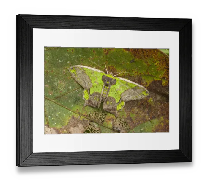 Framed Print : RF - Camouflaged moth (Agathia codina) Kinabalu National Park, Sabah, Malaysian Borneo Framed Print : RF - Camouflaged moth (Agathia codina) Kinabalu National Park, Sabah, Malaysian Borneo