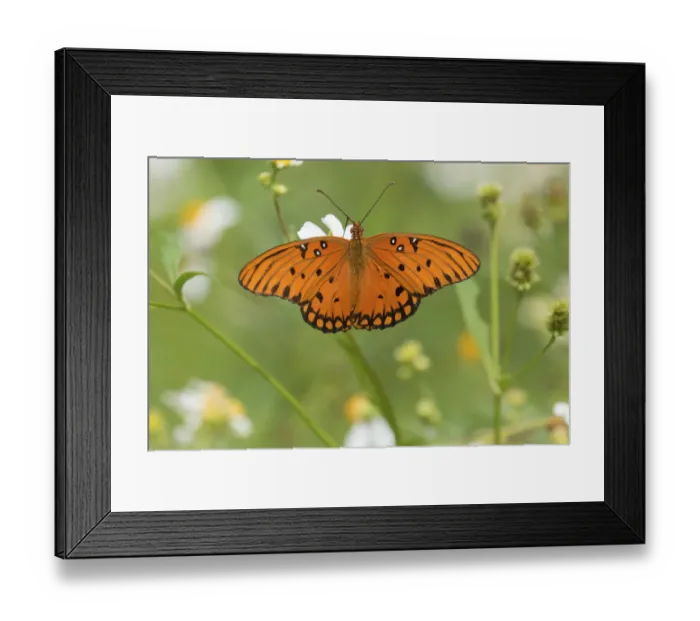 Framed Print : Gulf fritillary butterfly (Agraulis vanillae) North Florida, USA, September